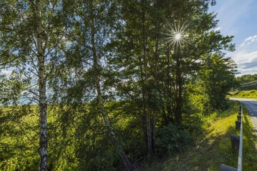 Obraz premium Beautiful view over green tops of forest trees under sun rays. Beautiful nature backgrounds.