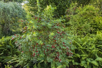 Beautiful view of green bushes with red berries. Green natural backgrounds.