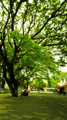 
Under a shady tree