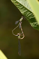 Spread-winged damselflies hanging on the leafs, Lestidae family of cosmopolitan, large-sized, slender damselflies)