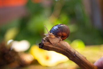 Large snail on a tree branch. Burgudian, grape or Roman edible snail from the Helicidae family. Air-breathing gastropods.