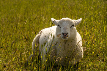 Naklejka na ściany i meble sheep resting and grazing grass on the dike at the north sea in germany