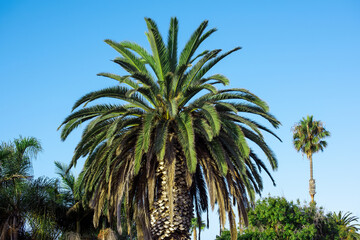 A palm in San Diego, USA