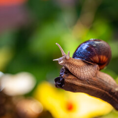 Large snail on a tree branch. Burgudian, grape or Roman edible snail from the Helicidae family. Air-breathing gastropods.