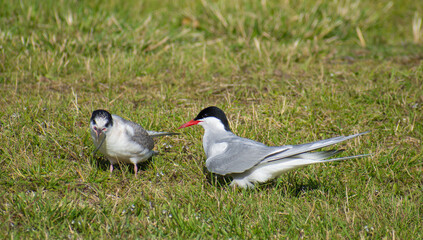 Arctic tern (Sterna paradisaea) feeding its chick during a summer day in Iceland