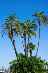 Fototapeta premium A palm in San Diego, USA