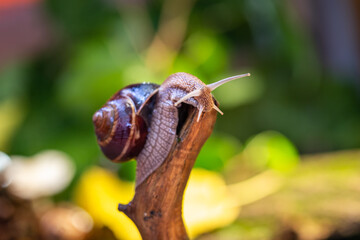 Large snail on a tree branch. Burgudian, grape or Roman edible snail from the Helicidae family. Air-breathing gastropods.