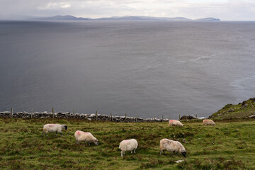 Fototapeta premium Heard of sheep grazing in a grass meadow overlooking the Atlantic ocean, Slea Head Drive on the Dingle peninsula, County Kerry, Ireland