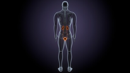 3d render of human body kidneys anatomy 
