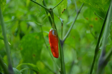 the red ripe chilly with leaves and plant in the garden.