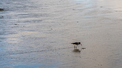 view on the wadden sea of the north sea at low tide and a oystercatcher bird searching for food near emden