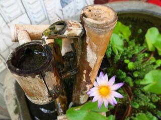 the landscaping of running water with water lily