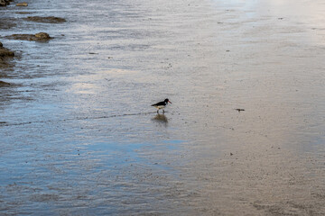 Fototapeta premium view on the wadden sea of the north sea at low tide and a oystercatcher bird searching for food near emden