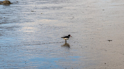 view on the wadden sea of the north sea at low tide and a oystercatcher bird searching for food near emden