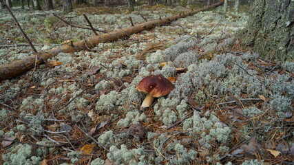 mushroom on the tree