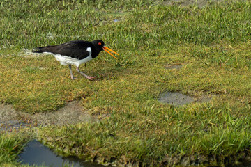 oystercatcher bird at the wadden sea at north sea