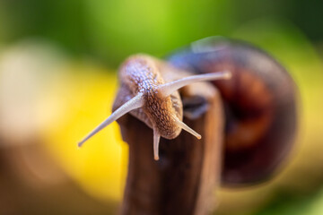 Large snail on a tree branch. Burgudian, grape or Roman edible snail from the Helicidae family. Air-breathing gastropods.