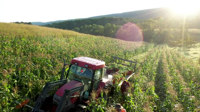 Camera pull back as tractor pulls flatbed with corn in a corn field as men harvest the picked corn at sunrise in the mountains.