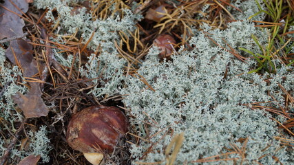 mushrooms in the forest