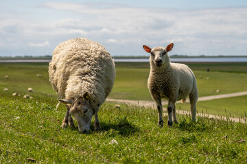 Naklejka premium sheep resting and grazing grass on the dike at the north sea in germany