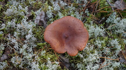 mushroom in the forest