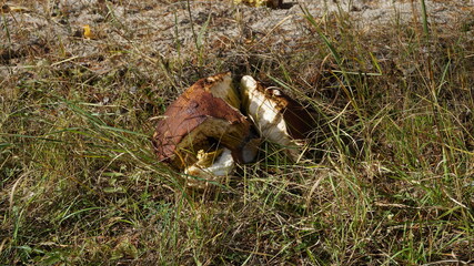 brown mushroom  in a forest
