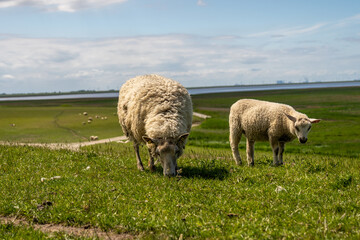 sheep resting and grazing grass on the dike at the north sea in germany