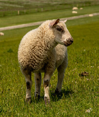 Naklejka na ściany i meble sheep resting and grazing grass on the dike at the north sea in germany
