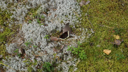 Beautiful moss on the stone