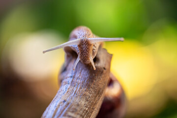Large snail on a tree branch. Burgudian, grape or Roman edible snail from the Helicidae family. Air-breathing gastropods.