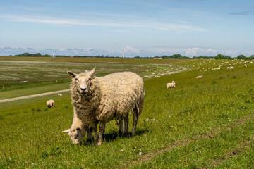 Obraz premium sheep resting and grazing grass on the dike at the north sea in germany