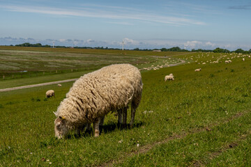 sheep resting and grazing grass on the dike at the north sea in germany