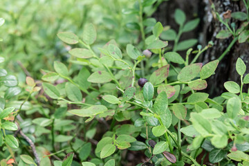 Natural wild berry blueberries with bushes in the forest in summer
