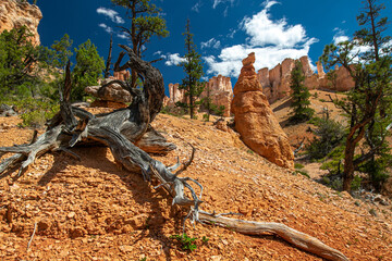 Scenic view of Bryce Canyon from one of its trails.