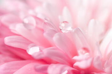 Beautiful drop of water on petal of pink aster flower close-up macro