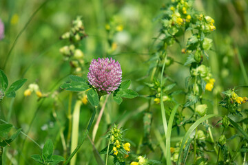 Natural forest flowers clover in the forest in summer
