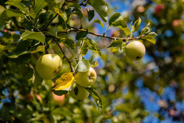 Apple tree and green apple, fruits on the branch among the green leaves on a sunny day