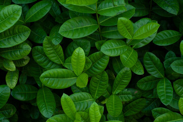 Green Leaf texture background