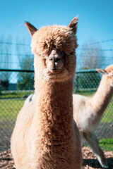 alpaca in the zoo