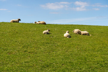 sheep resting and grazing grass on the dike at the north sea in germany