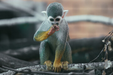 Squirrel Monkey On A Branch