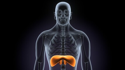 3d render of human body diaphragm anatomy