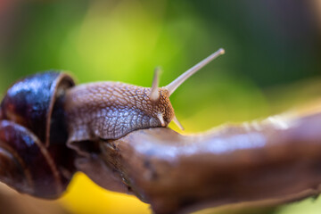 Large snail on a tree branch. Burgudian, grape or Roman edible snail from the Helicidae family. Air-breathing gastropods.