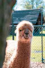 Obraz premium alpaka w zoo