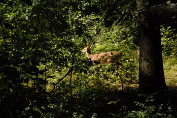 Fototapeta premium wild animal in the forest
