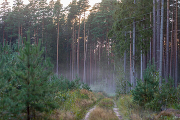 misty lonely pathway in the woods / Latvian landscape