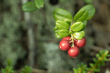 Natural wild berries cranberries and leaves in the forest in summer