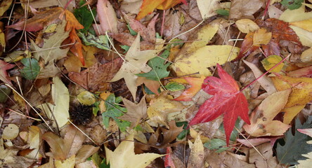 Foglie morte sul prato in autunno al parco