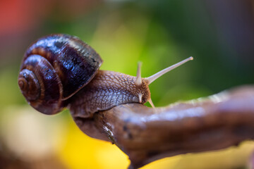 Large snail on a tree branch. Burgudian, grape or Roman edible snail from the Helicidae family. Air-breathing gastropods.