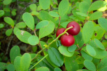 Natural wild cranberry berries in the forest in summer